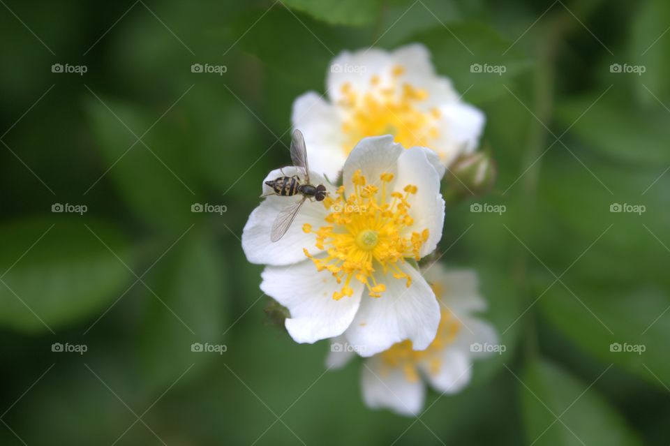 Three white flowers with a small bee found in NJ park