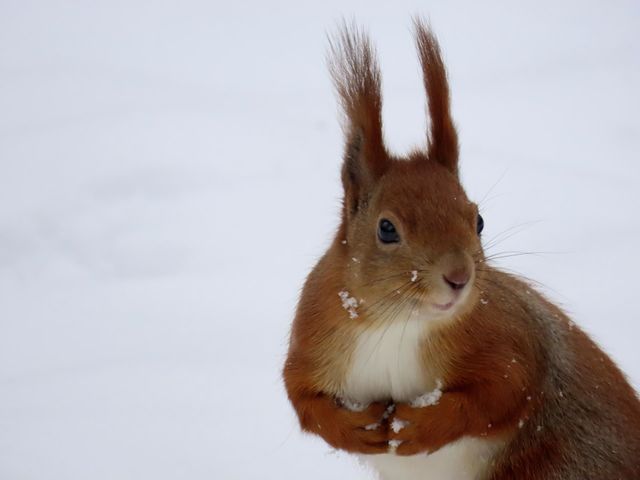 Squirrel in a snowy park