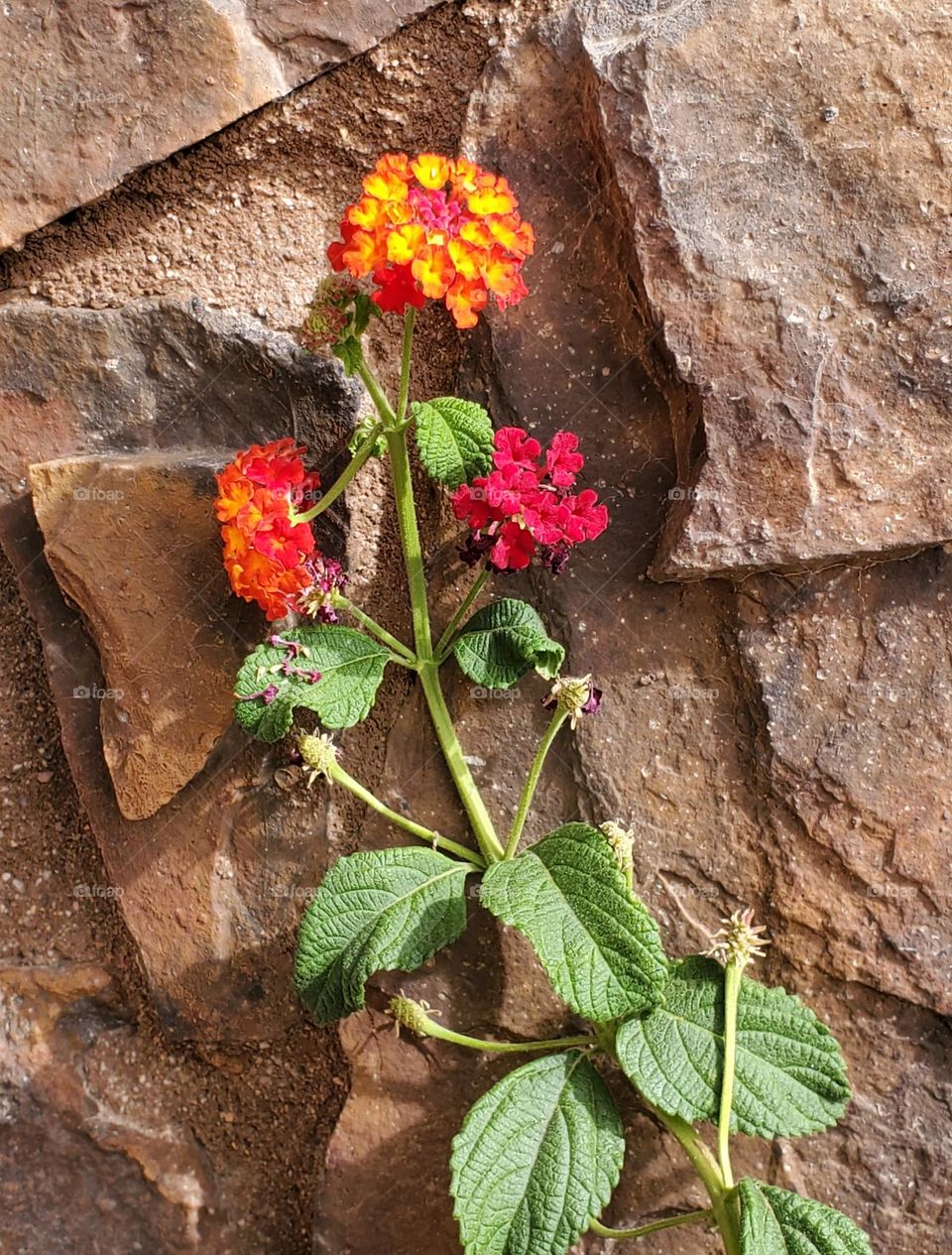 Spring Flowers Against a Stone Wall