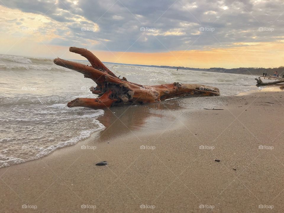 Driftwood 