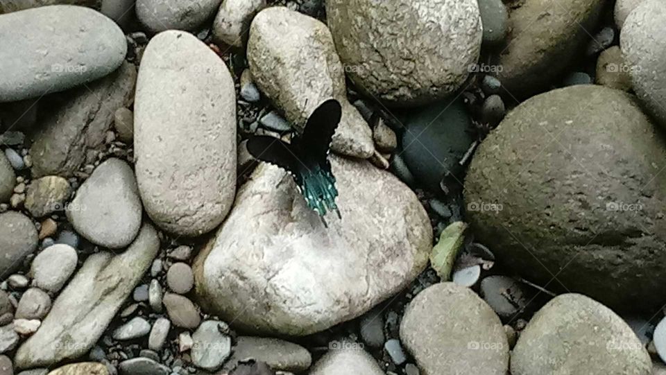 Beautiful butterfly landed on river rocks