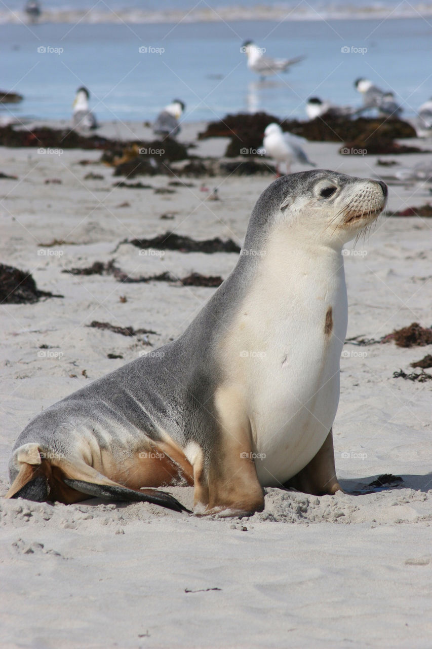 Young seal on sand