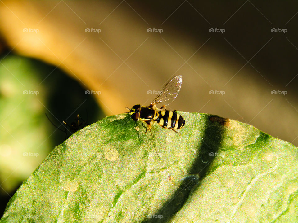 small bee sitting on green leaf beautiful background