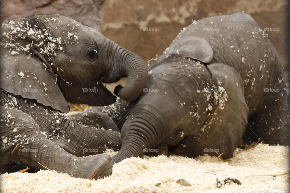 Two baby elephants playing .
Två elefantbebisar  som leker  
