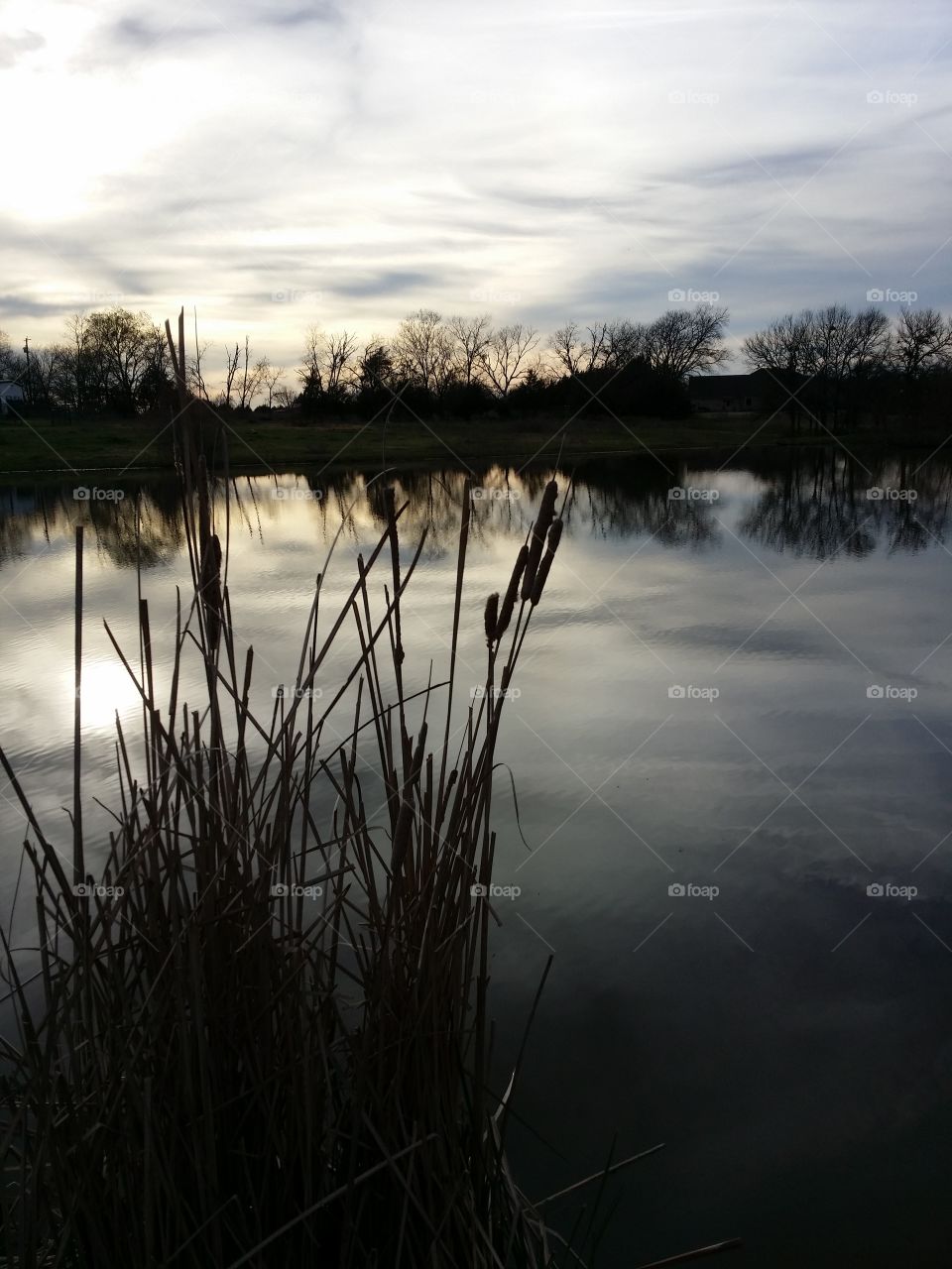 Winter Cattails