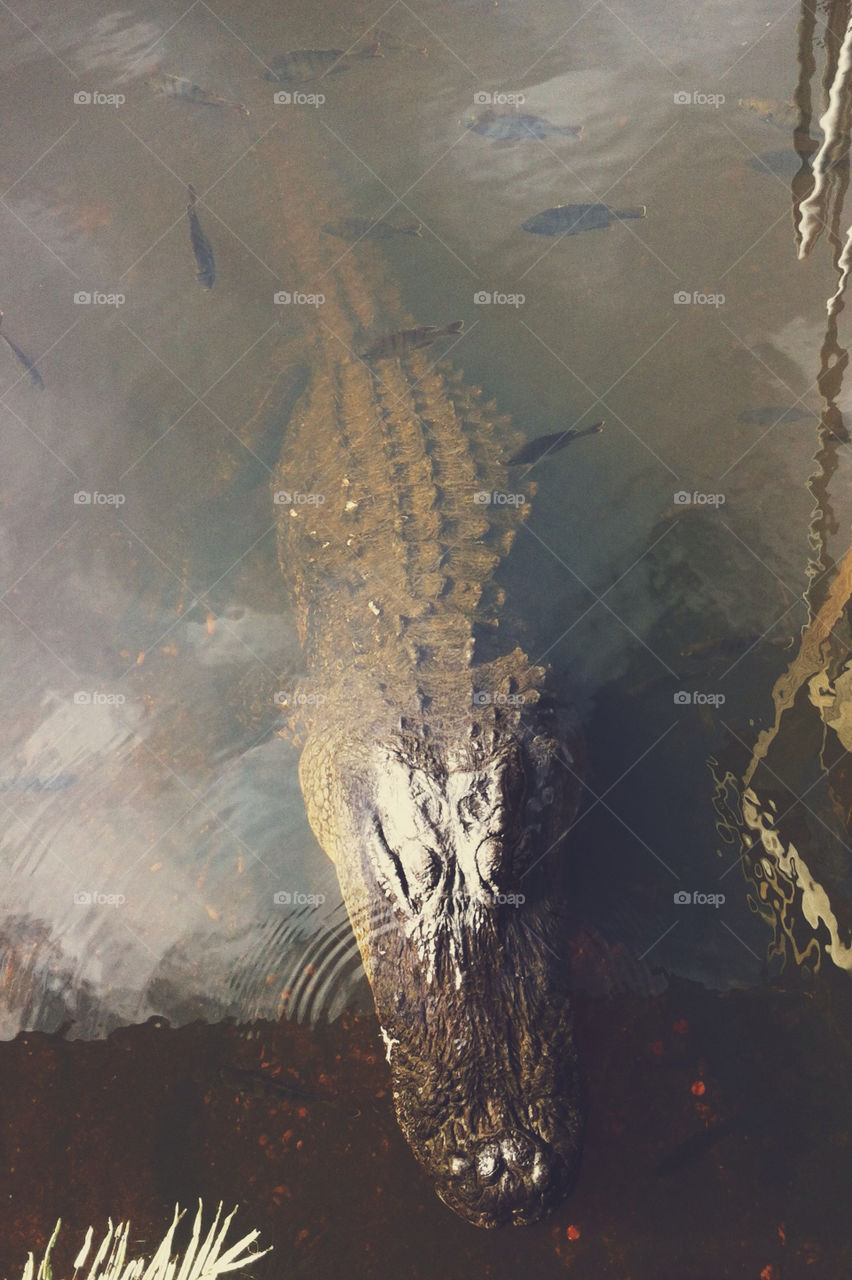 An alligator.