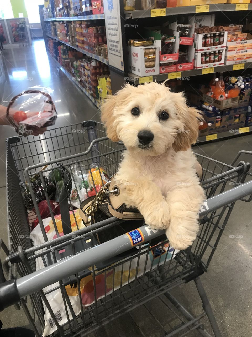 Cute Cavachon puppy dog shopping with mommy