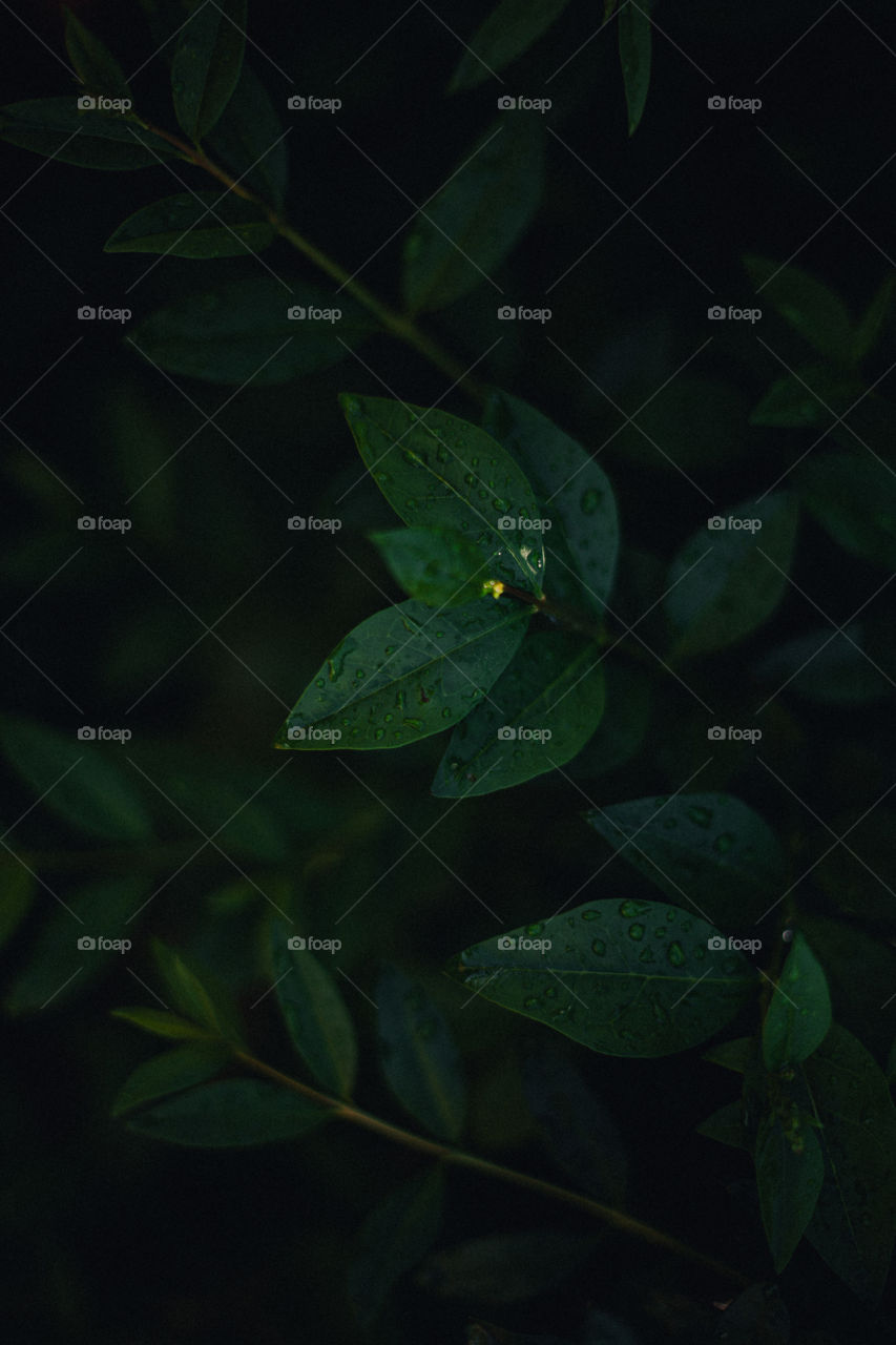 background image of leaves with raindrops