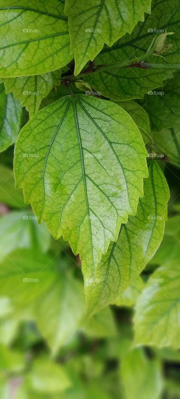 Hibiscus leaf 💚🌱🍃