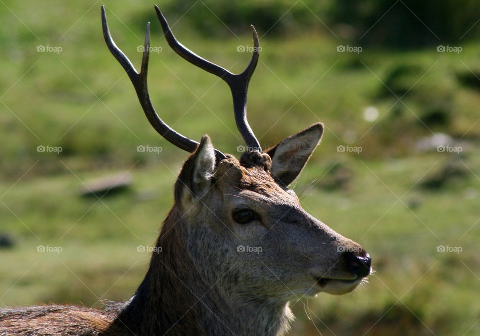 scotland isle highlands deer by pandahat