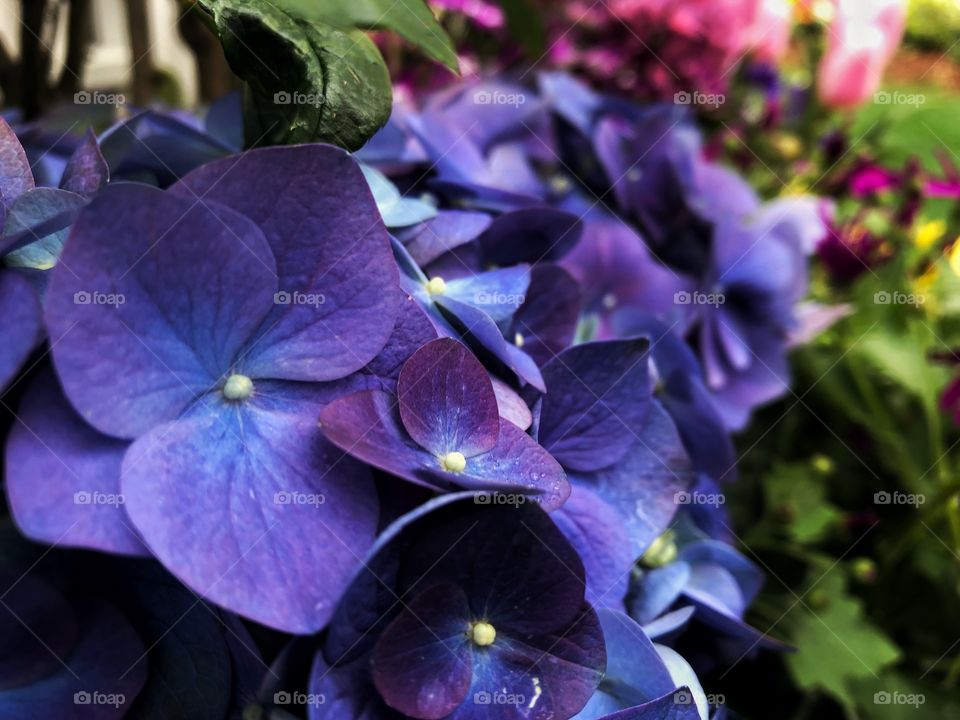 Cute purple flowers