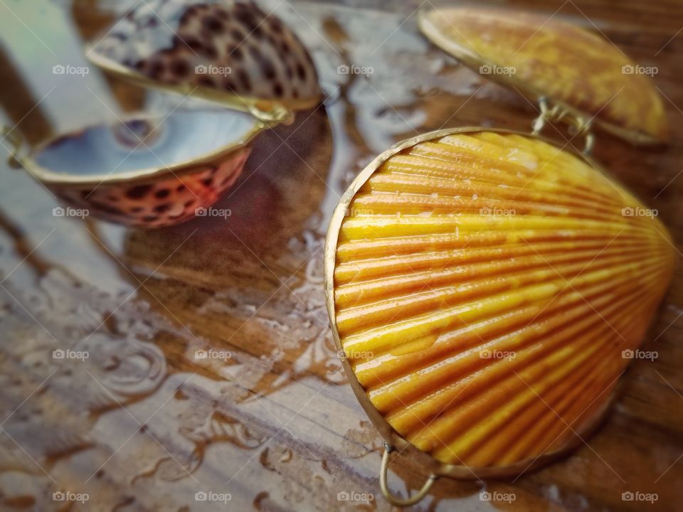 Seashells in rain