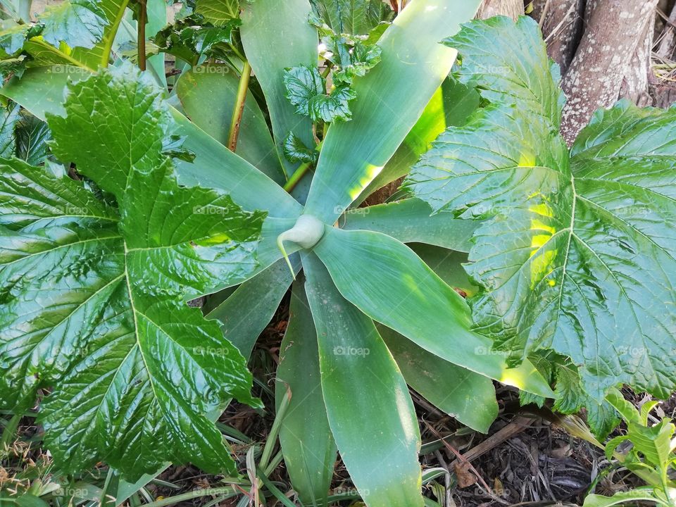 Beautiful agave succulent plant surrounded by leaves