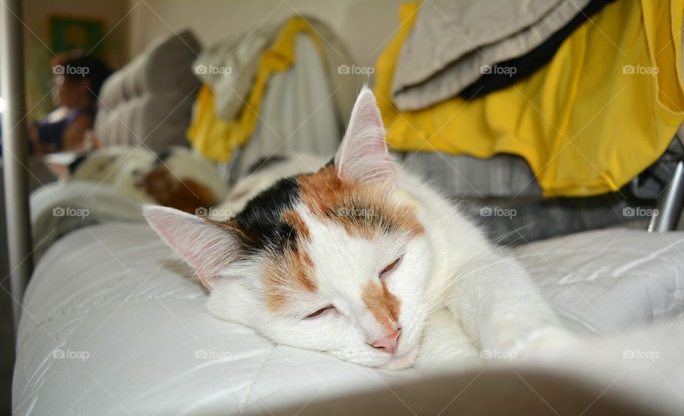 Cat, Pet, Cute, Portrait, Sleep