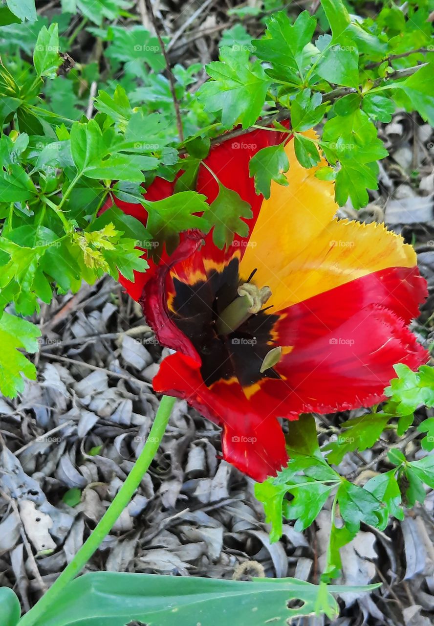 portrait of bicolor tulip