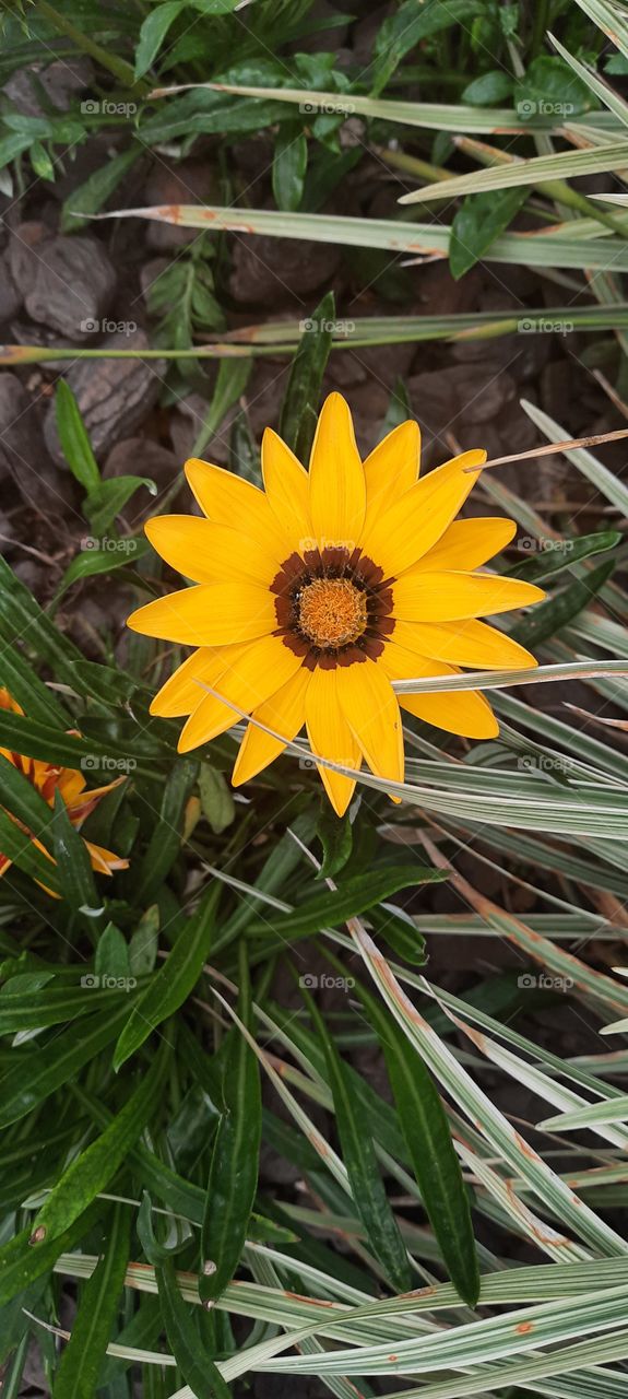 Bela flor amarela.