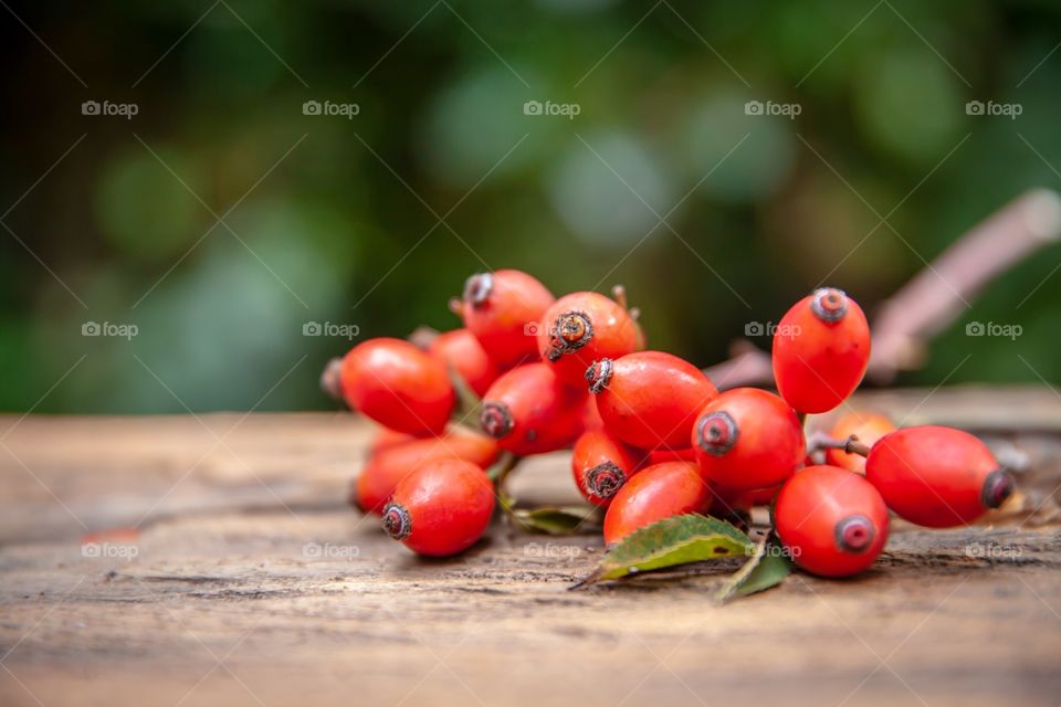 Rose hip on daylight 