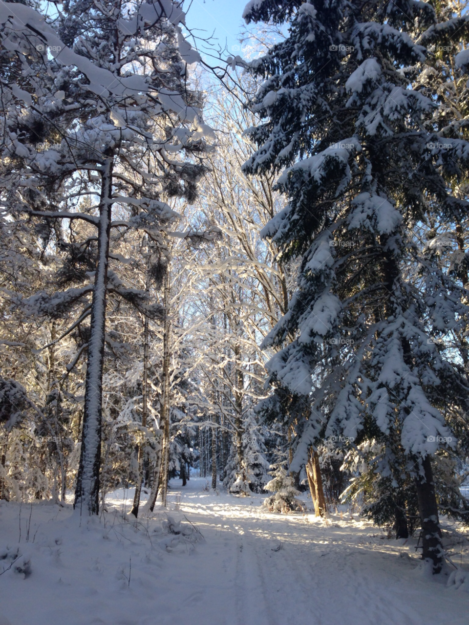snow winter sun trees by MagnusPm