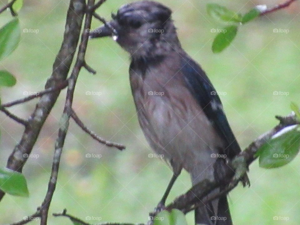 No Person, Bird, Wildlife, Outdoors, Nature