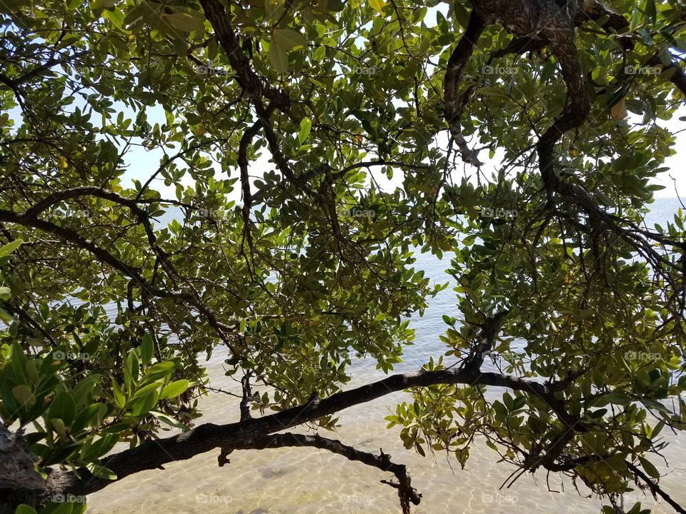 through the mangroves