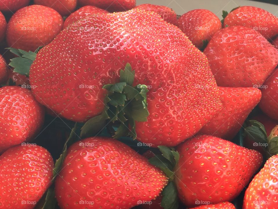 Giant strawberry 