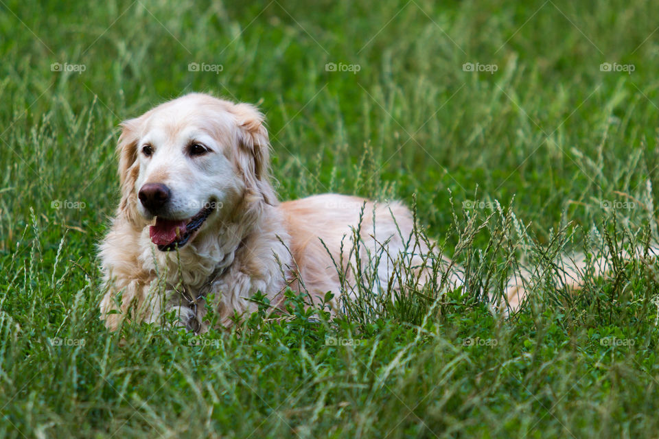 Golden retriever 