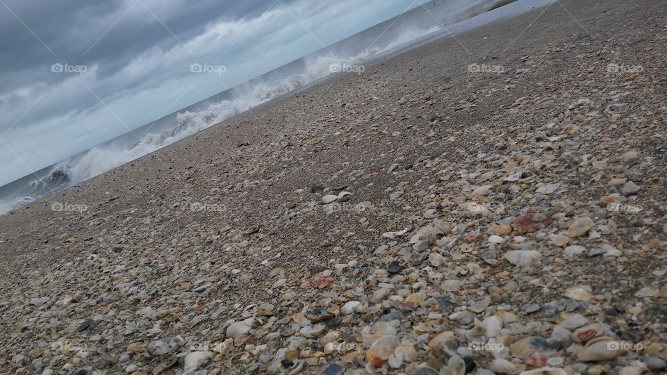 Shells of the Beach