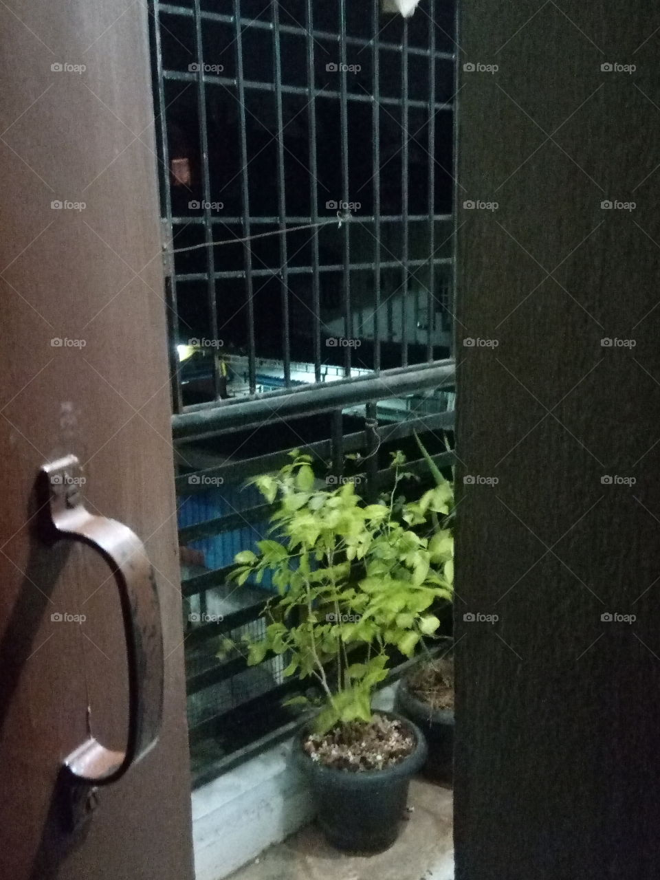 Plant - Night view