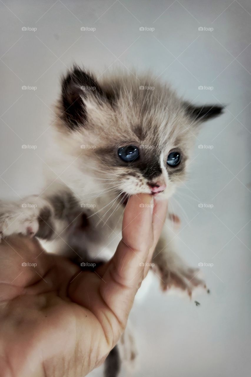 cute kitten