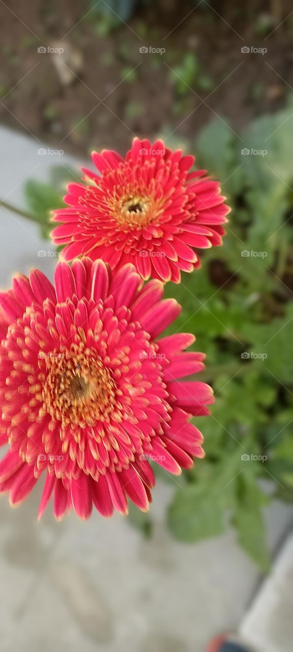 mandla of nature that nurtures the place like heaven