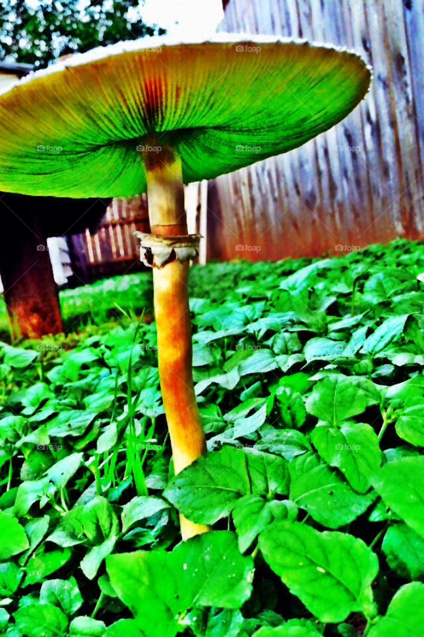Tall mushroom
