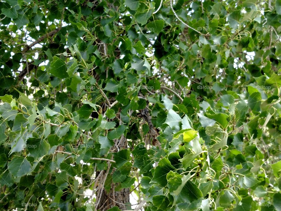 Cottonwood  Tree