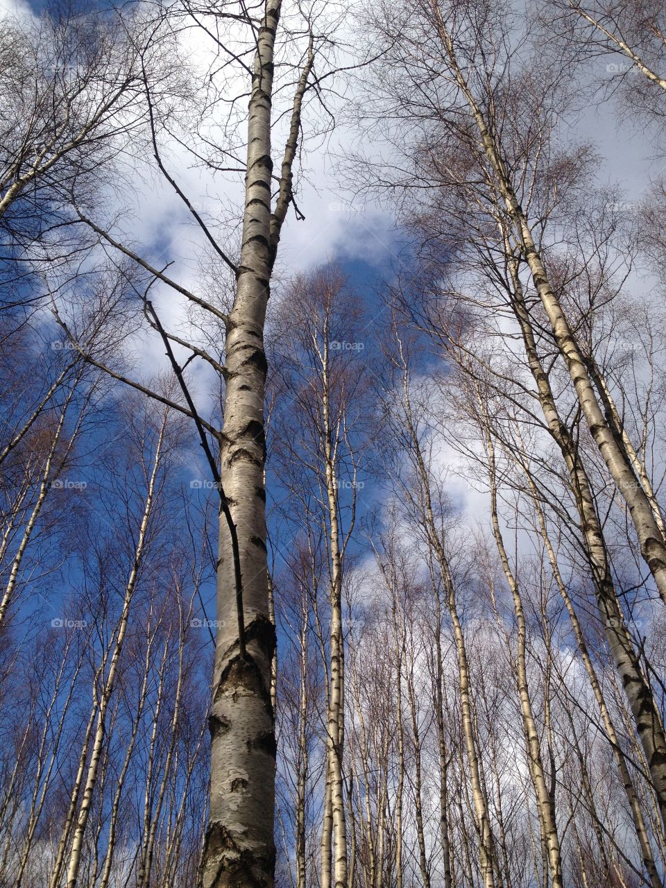 Birches against blue sky