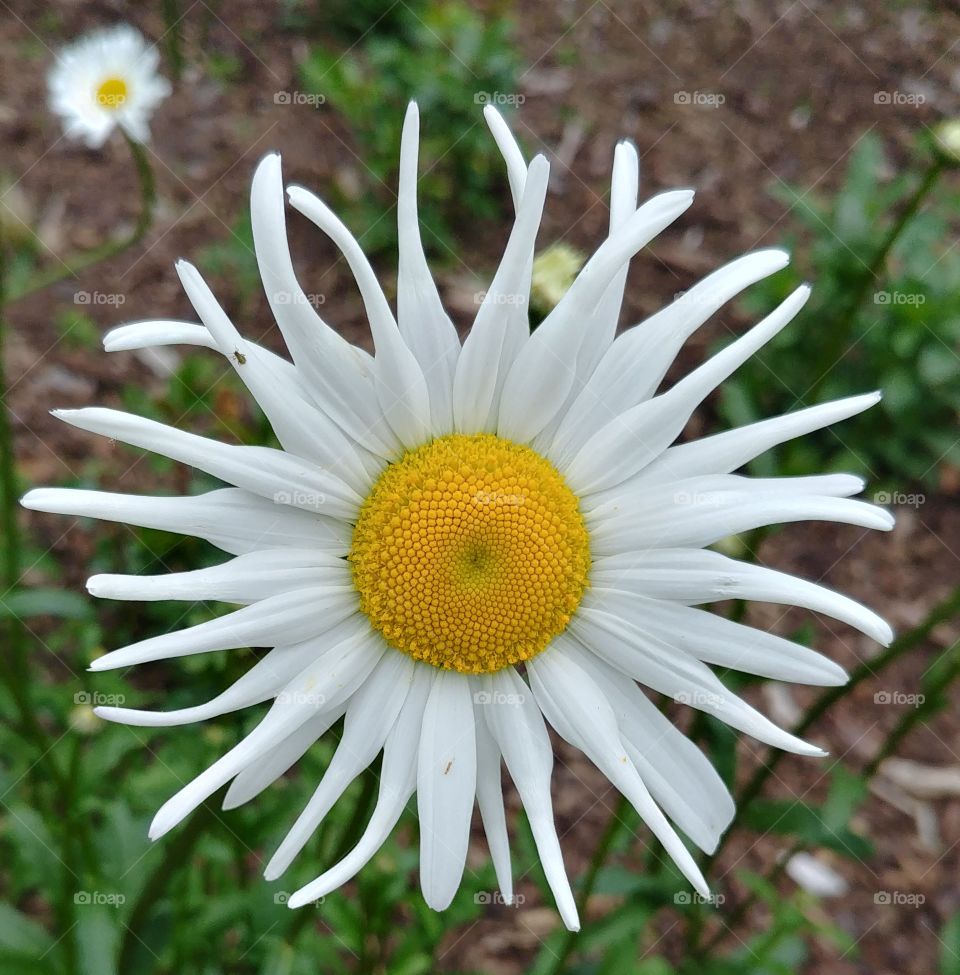 flower blühen blume Blüte weiß gelb yellow white beautyful besonders anders