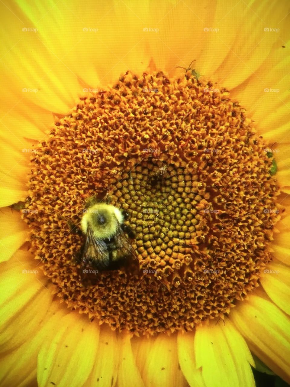 Bee in a sunflower