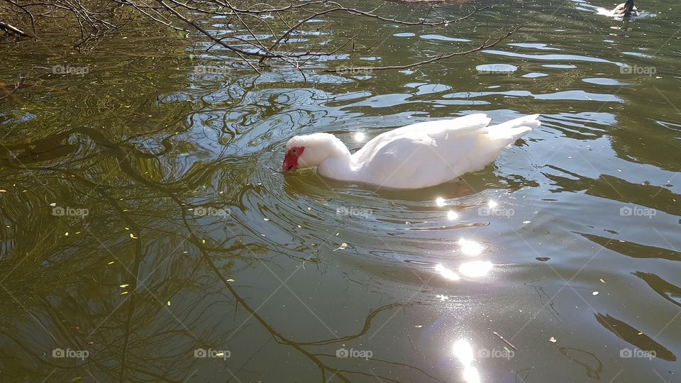 White duck in a lake