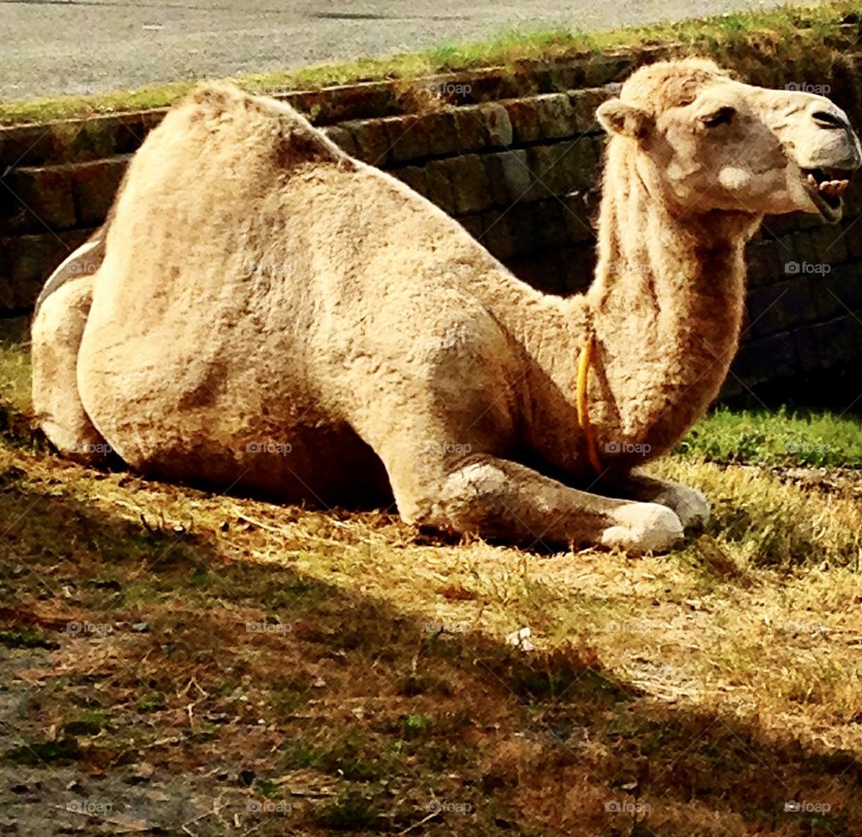 the smile of a camel