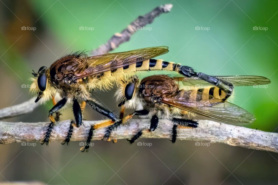 A pair of red-footed cannibal flies making more red-footed cannibal flies. Raleigh, North Carolina. 