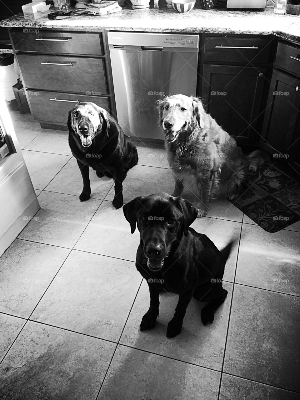 Breakfast Club. Our pups patiently waiting for breakfast in the morning!