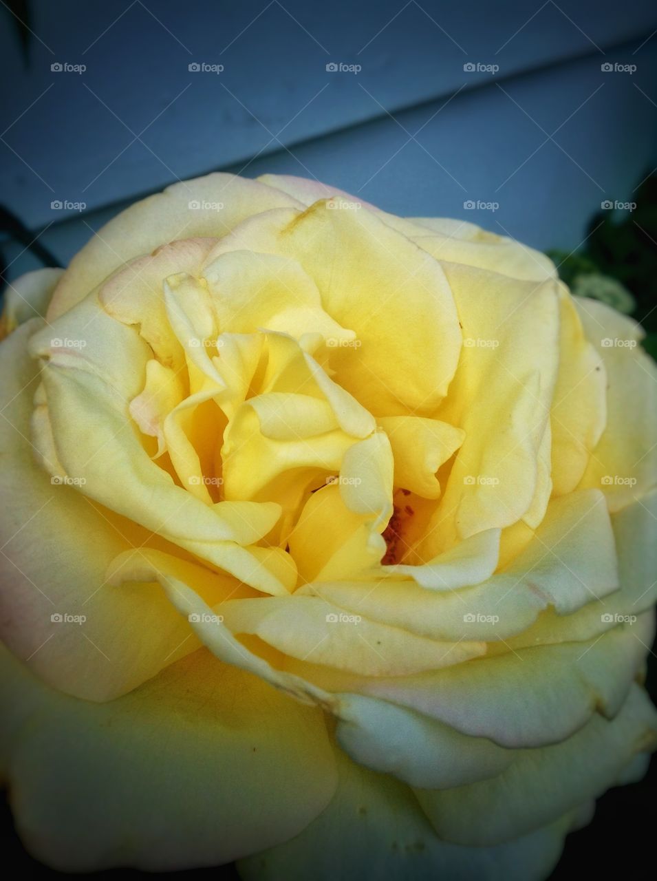 Yellow rose . A fully bloomed rose peaks this time of the year in niagara.