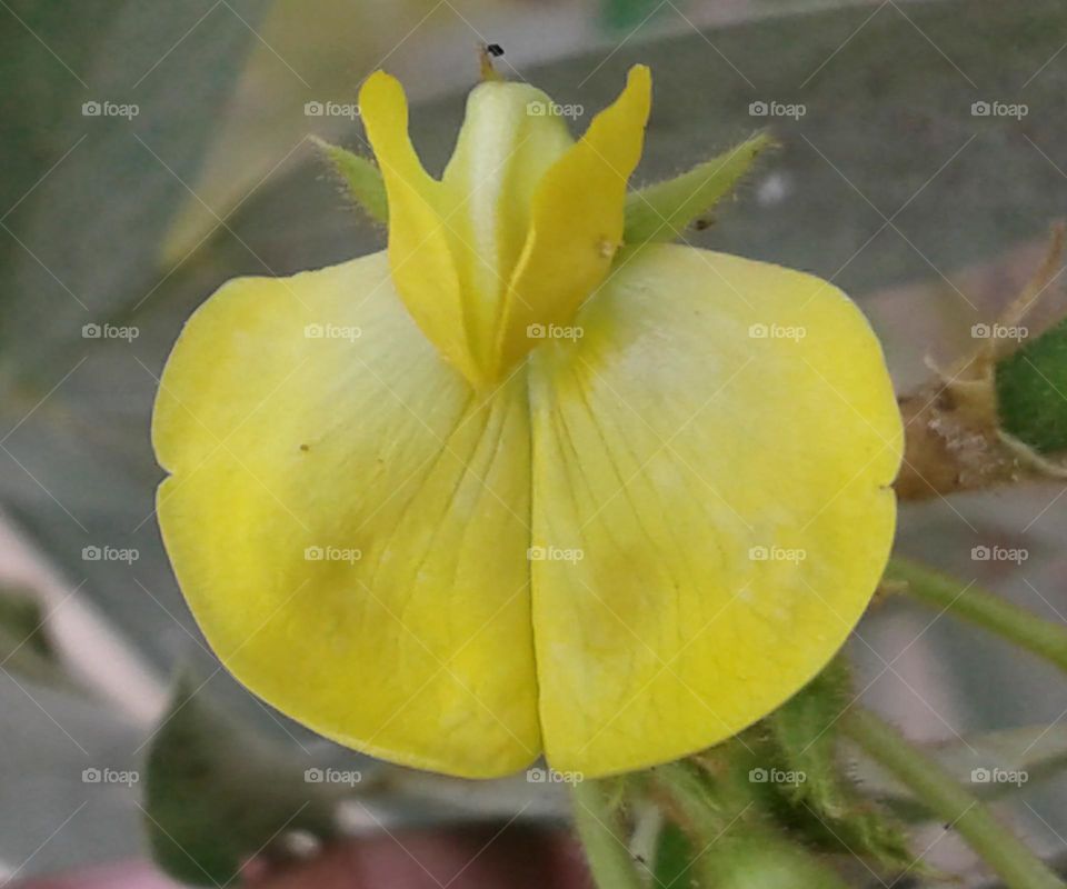 Bean flower is blooming naturally