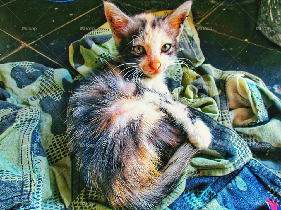 The kitten is on the old clothes on the floor