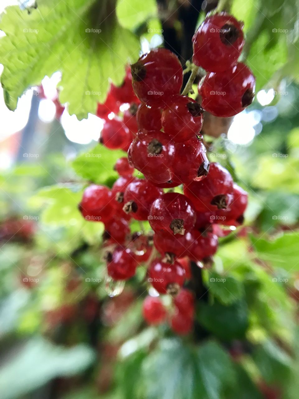 Berries after rain