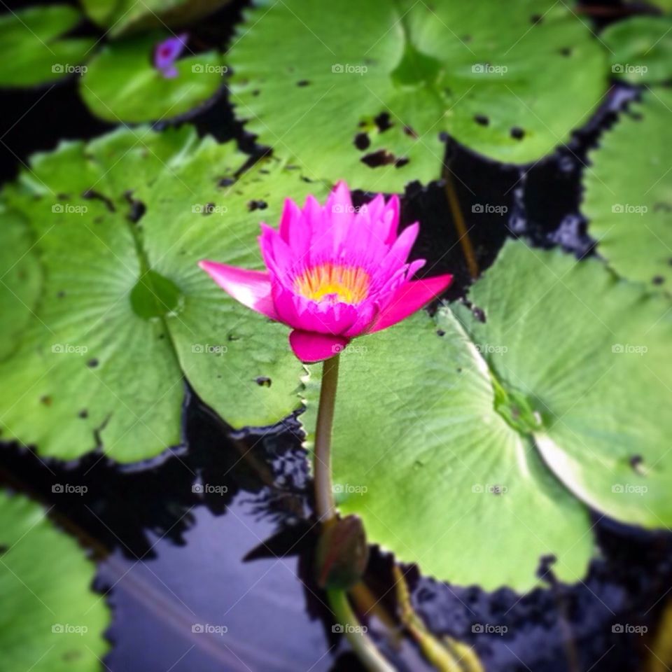 The Lotus Flower