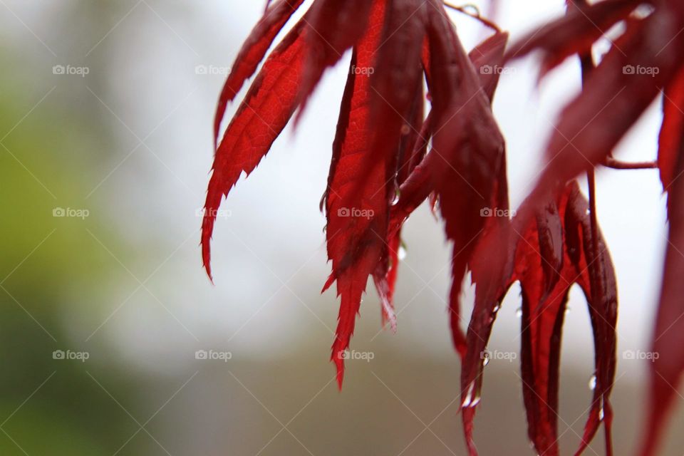 rain dropping from red leaves