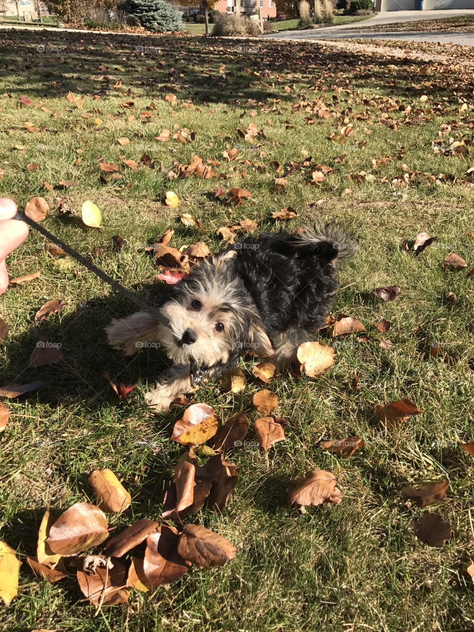 New puppy, yorkie bichon breed being welcomed to the family and out for his first walk on a fall afternoon