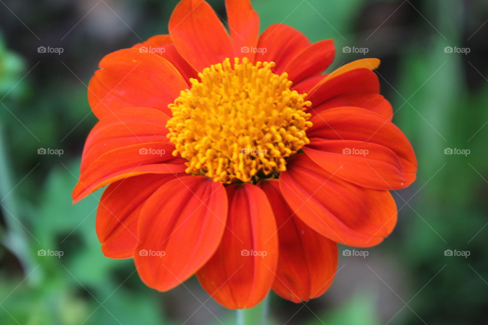 A beautiful and colorful flower