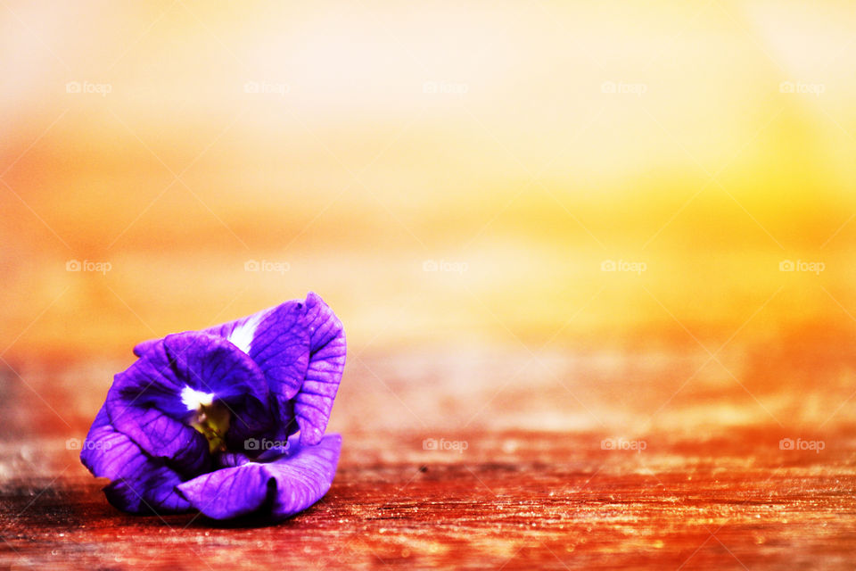 Beautiful purple flower blo