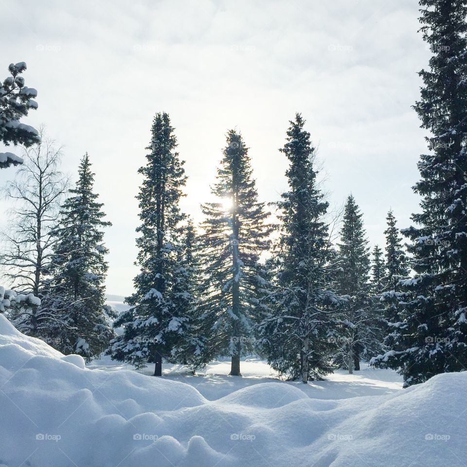 Sunlight thru the trees