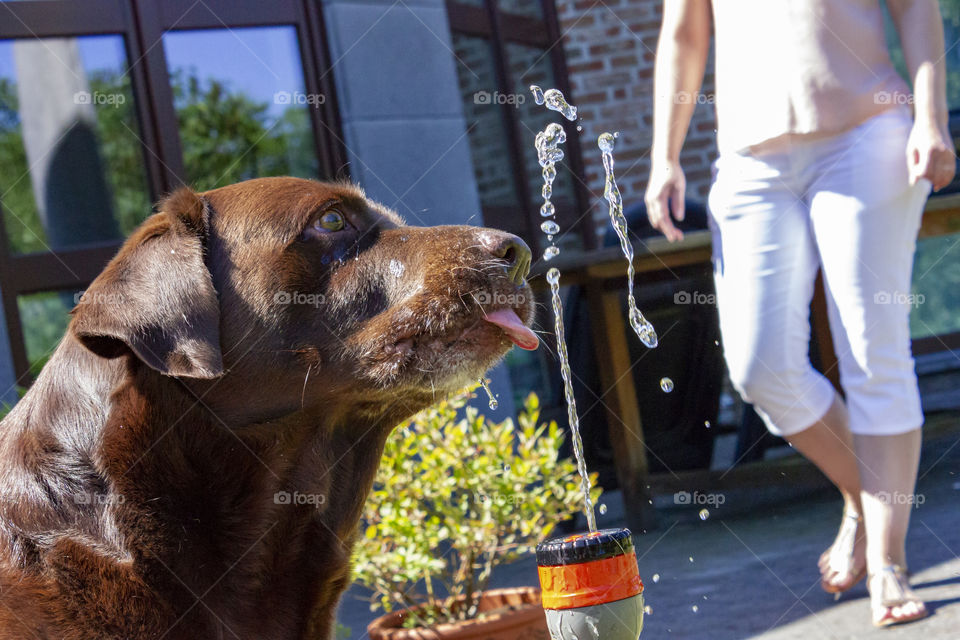 A portrait of a dog drinking from a garden hose. it is a brown labrador with his tongue sticking out of his mouth to try and lick the water squirting out of the garden hose.